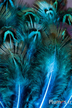 Faisan doré - 5-8 cm - menthe turquoise